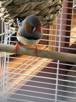 Finch Birds for sale in Rochester, MN, USA. price: NA