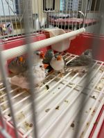 Finch Birds for sale in Central Illinois, IL, USA. price: NA