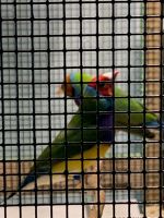 Finch Birds for sale in Fayetteville, TN 37334, USA. price: NA