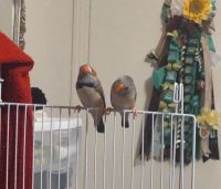 Finch Birds for sale in 1005 Byron Ave, Pleasanton, TX 78064, USA. price: NA