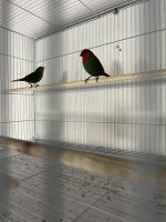 Finch Birds for sale in San Diego, CA, USA. price: NA