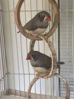 Finch Birds for sale in Oklahoma City, OK, USA. price: $25