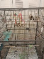 Finch Birds for sale in Milford, OH, USA. price: $175