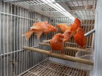 Finch Birds for sale in Lawndale, CA 90260, USA. price: $100