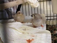 Finch Birds for sale in Durham, New Hampshire. price: NA
