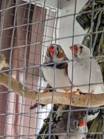 Finch Birds for sale in Mentor, Ohio. price: $2,000