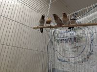 Finch Birds for sale in Southfield, MI, USA. price: $1,000