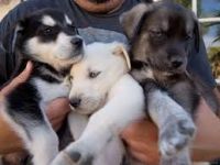 Finnish Lapphund Puppies Photos