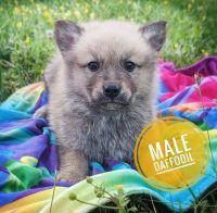 Finnish Spitz Puppies for sale in Roark, KY 40827, USA. price: $1,000
