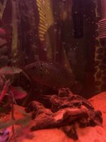 Firemouth Cichlid Fishes for sale in Victoria, TX, USA. price: NA