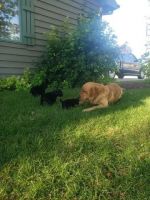 Flat-Coated Retriever Puppies for sale in 927 Berenschot Trail, Cedar Grove, WI 53013, USA. price: NA