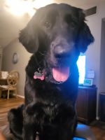 Flat-Coated Retriever Puppies for sale in NEW PRT RCHY, FL 34655, USA. price: NA