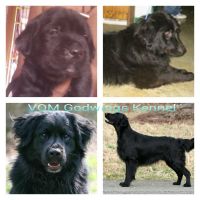 Flat-Coated Retriever Puppies for sale in Howrah, West Bengal, India. price: 20000 INR