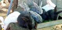 Flemish Giant Rabbits for sale in Mentone, CA 92359, USA. price: NA