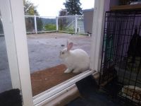 Flemish Giant Rabbits for sale in Bellevue, WA, USA. price: NA