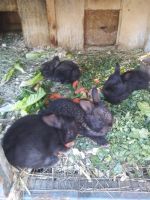 Flemish Giant Rabbits for sale in Exeter Township, PA, USA. price: NA