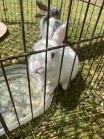 Flemish Giant Rabbits for sale in Surrey, BC, Canada. price: NA