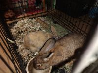 Flemish Giant Rabbits for sale in Florissant, MO, USA. price: NA