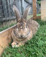 Flemish Giant Rabbits for sale in Florence, KY, USA. price: NA