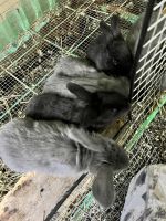 Flemish Giant Rabbits for sale in Aurora, OH 44202, USA. price: NA
