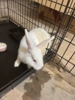 Flemish Giant Rabbits for sale in Henryville, PA 18332, USA. price: NA