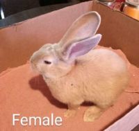 Flemish Giant Rabbits for sale in North Billerica, MA 01862, USA. price: NA