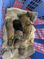 Flemish Giant Rabbits for sale in 8501 Windy Hill Rd, Oklahoma City, OK 73179, USA. price: NA