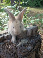 Flemish Giant Rabbits for sale in Middleburg, FL 32068, USA. price: NA