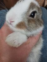 Flemish Giant Rabbits for sale in Smiths Grove, KY 42171, USA. price: $50