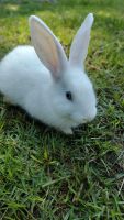 Flemish Giant Rabbits for sale in Hopkins, SC 29061, USA. price: $75