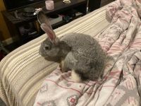 Flemish Giant Rabbits for sale in Allentown, PA 18103, USA. price: $150