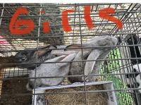 Flemish Giant Rabbits for sale in Liberty, MO, USA. price: $40