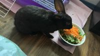 Flemish Giant Rabbits for sale in East Greenbush, NY, USA. price: $30