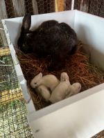 Flemish Giant Rabbits for sale in Grovetown, GA 30813, USA. price: $20