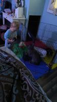 Flemish Giant Rabbits for sale in Warminster, PA 18974, USA. price: $200