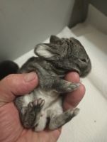 Flemish Giant Rabbits for sale in Lubbock, TX, USA. price: $200