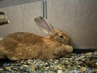Flemish Giant Rabbits for sale in Springfield, MO, USA. price: $100