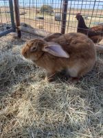 Flemish Giant Rabbits for sale in Gardendale, TX, USA. price: $120