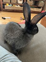 Flemish Giant Rabbits for sale in Lakewood, CA, USA. price: $100