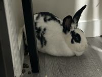 Flemish Giant Rabbits for sale in East Point, GA 30344, USA. price: NA