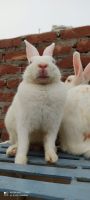 Florida White Rabbits for sale in Noida Phase-2, Yakubpur, Noida, Uttar Pradesh 201305, India. price: 500 INR