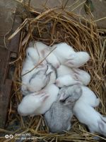 Florida White Rabbits for sale in Karaikudi, Tamil Nadu, India. price: 300 INR