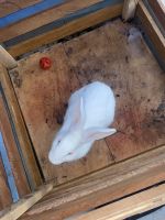 Florida White Rabbits for sale in Colorado Springs, CO, USA. price: NA