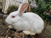 Florida White Rabbits for sale in Mallamooppampatti, Tamil Nadu 636030, India. price: 1000 INR