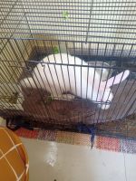 Florida White Rabbits for sale in Hyderabad, Telangana, India. price: 800 INR