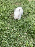 Florida White Rabbits for sale in 10020 Lawing School Rd, Charlotte, NC 28214, USA. price: NA