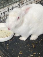 Florida White Rabbits for sale in Maize, Kansas. price: $25