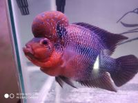 Flowerhorn Fishes for sale in Chennai, Tamil Nadu, India. price: 2500 INR