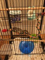 Flying squirrel Rodents for sale in Pelzer, SC 29669, USA. price: NA
