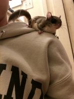 Flying squirrel Rodents Photos